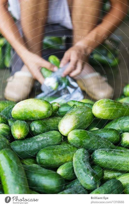 Packing cucumbers Vegetable Cucumber Summer Farm Agriculture Forestry Human being Masculine Work and employment Diligent Disciplined Beginning Farmer Box up