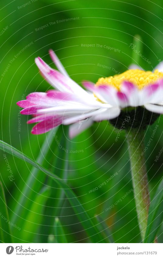 Bellis perennis Beautiful Summer Spring Flower Grass Blossom Meadow Bee Small Wet Yellow Green White Daisy Magenta Stalk 1:1 small margarites rich green