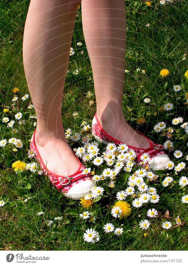 Carpet made by nature Footwear Red Green Daisy Dandelion Meadow Beautiful Beautiful weather Flower Carpet of flowers Flower power Hippie Stand Going Calf Firm