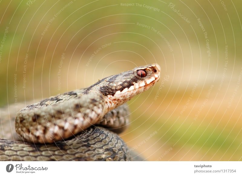 closeup of a beautiful vipera berus Beautiful Woman Adults Nature Animal Wild animal Snake Natural Brown Gray Caution Fear Dangerous Viper adder common European