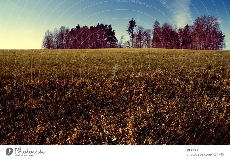 Our Earth - Neural Disturbance Meadow Grass Tree Forest Green Fresh Horizon Clouds Far-off places Calm Vacation & Travel Relaxation Longing Wilderness Sky