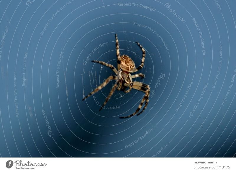 the spider in the kitchen window 2 Spider Window Dark Insect Net Evening Hunting