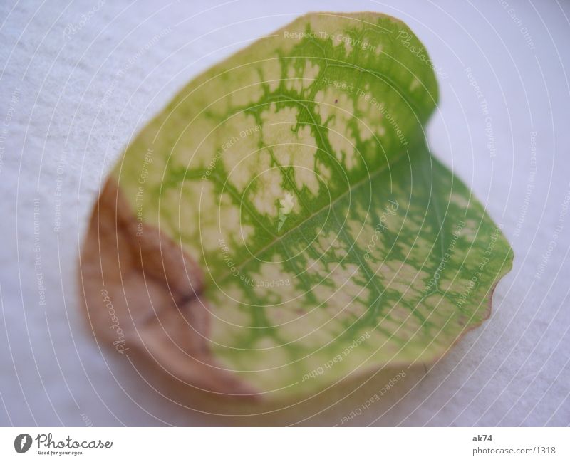 leaf Leaf Dry Green Yellow Macro (Extreme close-up)