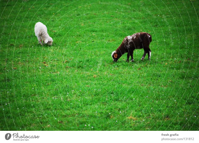 the grazing of the lambs Lamb Animal Sheep Meadow To feed Green Spring Wool Farm animal Mammal Life Nature Nutrition
