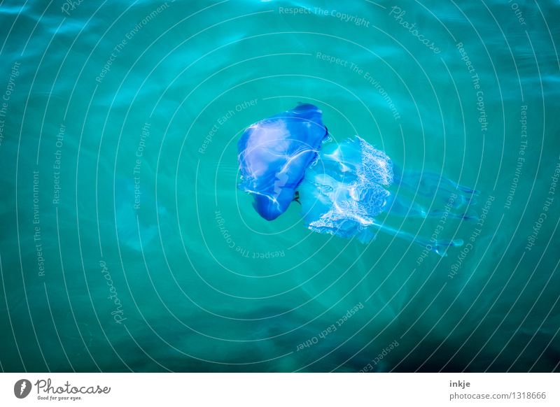 Lise_Noergels playfellow Water Ocean The deep Underwater photo Wild animal Jellyfish Marine animal 1 Animal Swimming & Bathing Threat Disgust Blue Green Violet