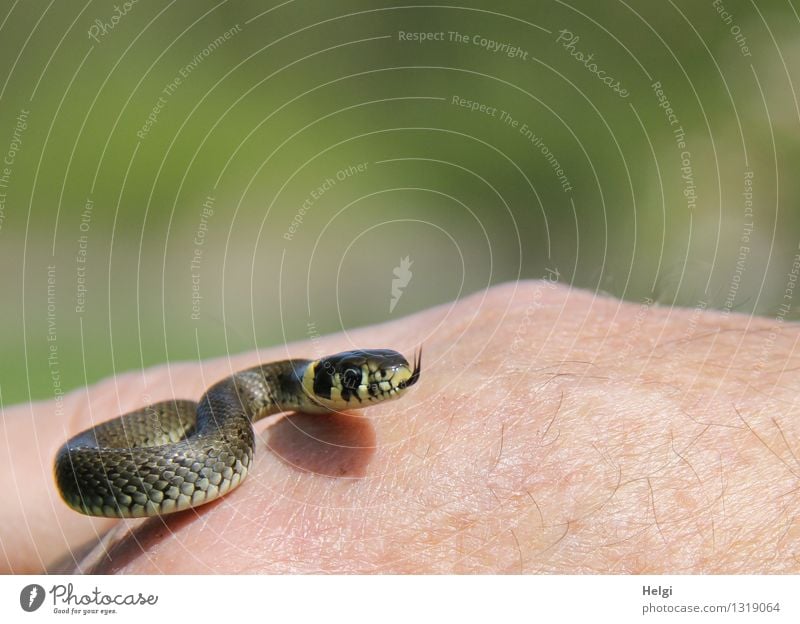 Miniature grass snake... Human being Hand Environment Nature Animal Wild animal Snake Ring-snake 1 Baby animal Movement Looking Esthetic Exceptional Uniqueness