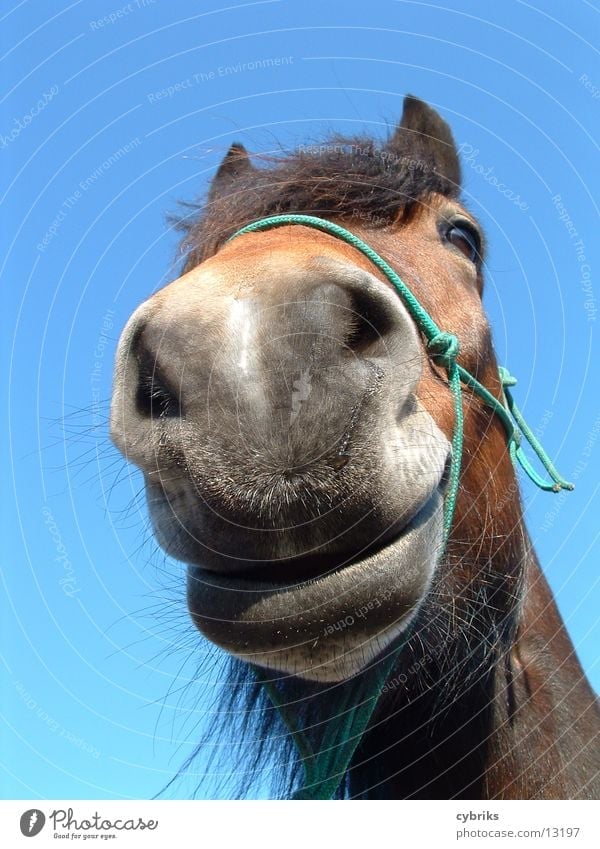 horse Animal Horse Animal face 1 Brash Free Curiosity Blue Brown Nature near picture Muzzle Colour photo Worm's-eye view Animal portrait