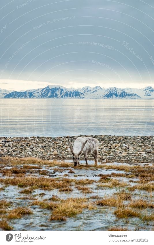 Rendeer in arctic Eating Summer Ocean Snow Mountain Man Adults Nature Landscape Animal Grass Forest Fur coat Wet Natural Wild Brown White Reindeer The Arctic