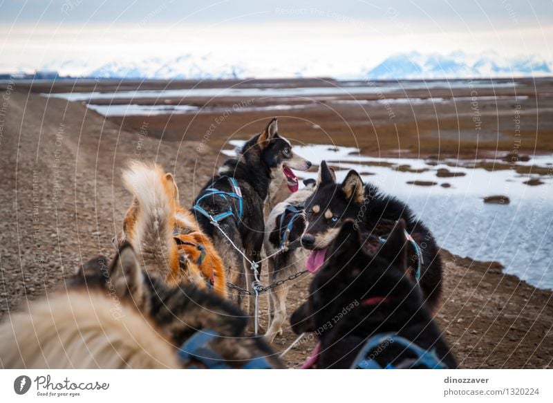 Sledding dogs Beautiful Adventure Winter Sports Work and employment Rope Nature Landscape Animal Fur coat Pet Dog Speed Wild White Competition Teamwork