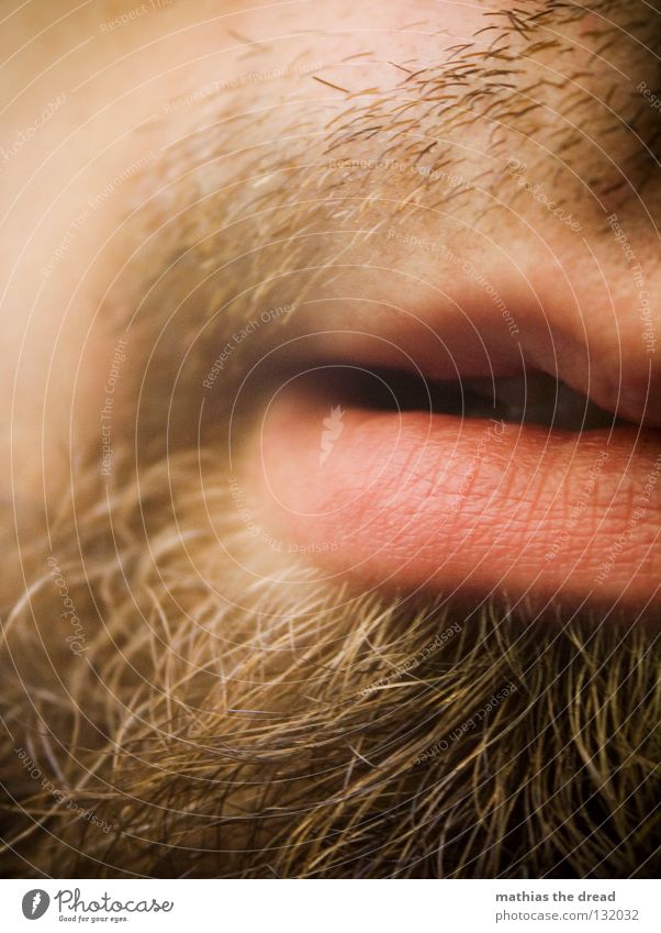three-day beard Facial hair Lips Upper lip Man Scratch Rasping Long Macro (Extreme close-up) Close-up Beautiful Mouth Hair and hairstyles Stopper cut out Skin