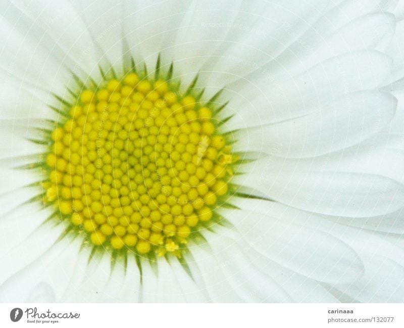 Spring is coming White Greeny-yellow Flower Plant Harmonious Blossom Blossom leave Summer Beautiful Macro (Extreme close-up) Close-up Bright Calm