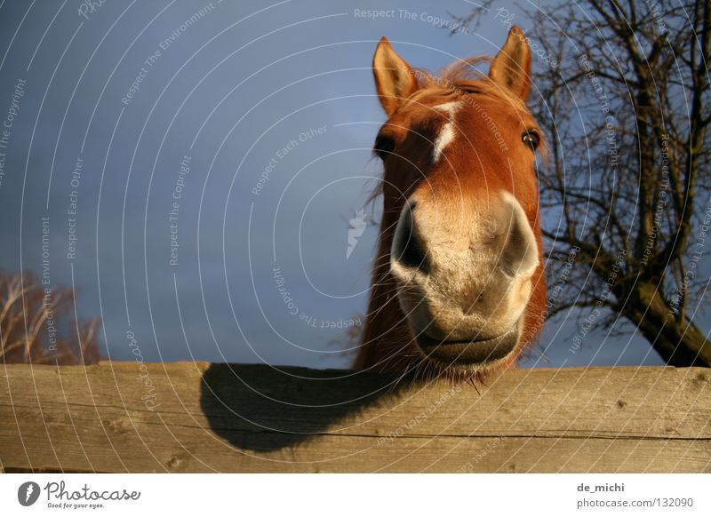 Horse with photo horns Brown Curiosity Snout Animal Fence Tree Exterior shot Animal portrait Worm's-eye view Mammal Evening