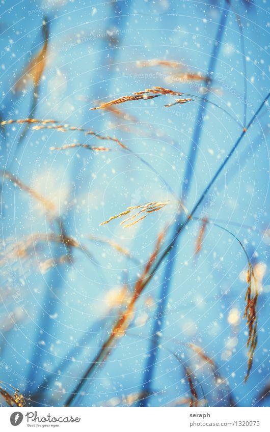 Grassland Shallow depth of field Blade of grass Stalk Ear of corn Blossom Seed Meadow Nature Macro (Extreme close-up) Abstract Romance Winter Snowfall Snowflake