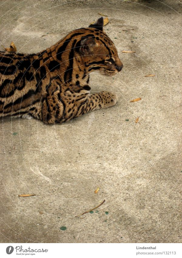 Some wildcat... Pelt Cat Pattern Animal Mammal Ocelot Copy Space bottom Partially visible Section of image Animal portrait Calm Serene