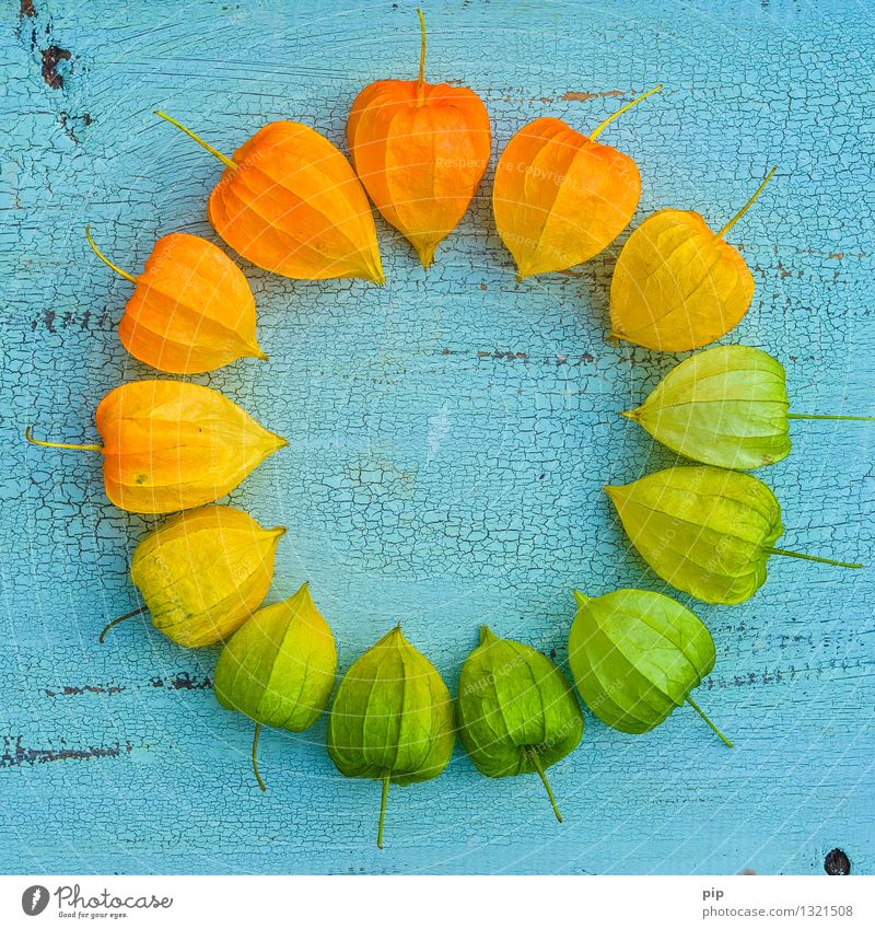 pantone® autumn Nature Autumn Chinese lantern flower Blue Multicoloured Yellow Green Orange Colour wheel Physalis Plant Autumnal colours Round Multiple