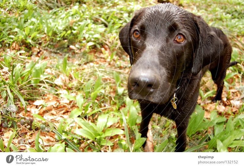 It wasn't me. Dog Black Leaf Green Brown Loyalty Brown eyes Lop ears Dog tag Puppydog eyes Mammal To go for a walk woof Eyes