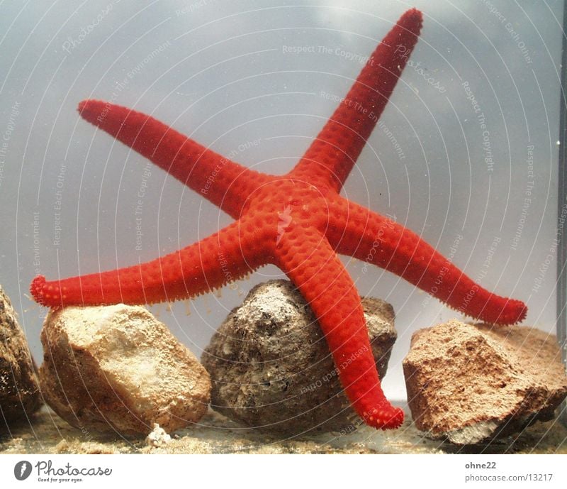 starfish Starfish Aquarium Red