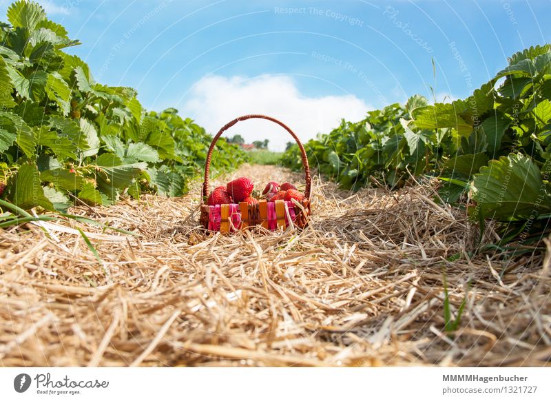A basket of strawberries Food Fruit Agriculture Forestry Plant Clouds Fresh Healthy Delicious Blue Brown Pink Red To enjoy Strawberry Basket Plantation Harvest