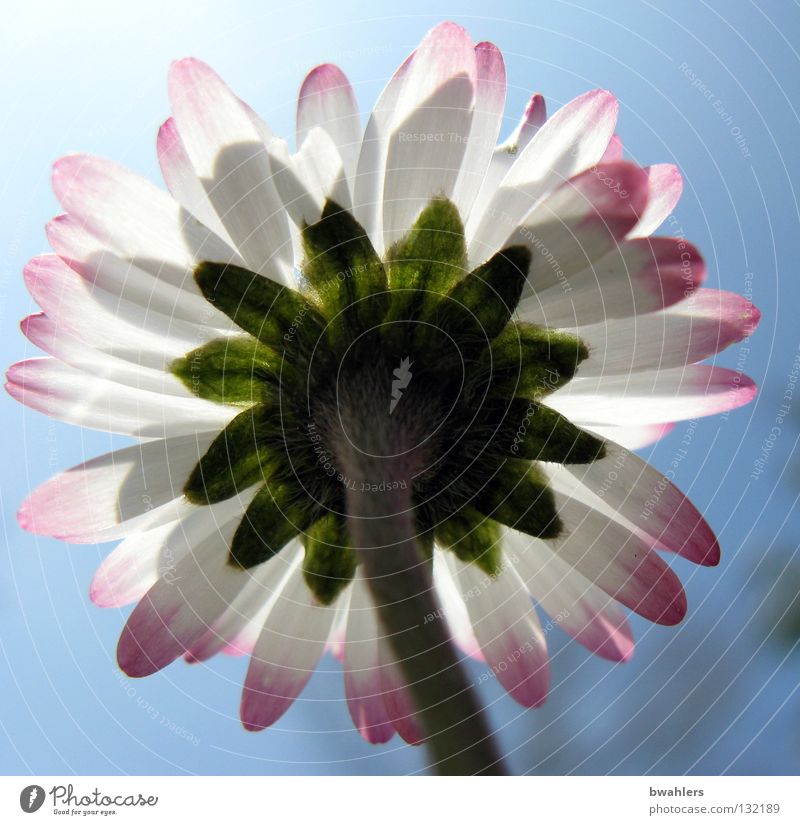 sunbathe Daisy Blossom Blossom leave Stalk Green White Pink Summer Spring Physics Back-light Flower Small Meadow Sky Lamp Sun Lighting Bright Warmth