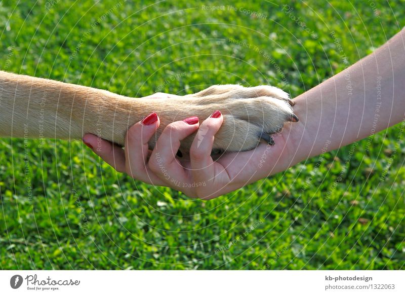 Girl with red nails holding a dog paw Feminine Hand 1 Human being Pet Dog Love Joy Friendship Team Teamwork girl friend affection meadow green brown