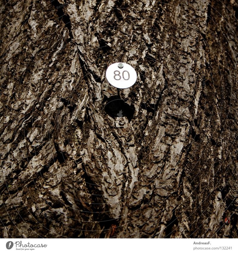 Eighty 8 Tree Wood Tree bark Digits and numbers Jubilee 80 eighty Signs and labeling Numbers counted tree counting eightieth
