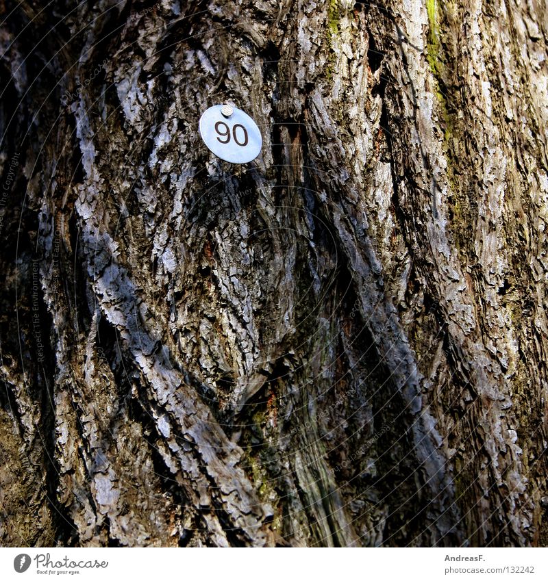 Ninety 8 Tree Wood Tree bark Digits and numbers Jubilee 90 eighty Signs and labeling Numbers counted tree counting Old ninetieth