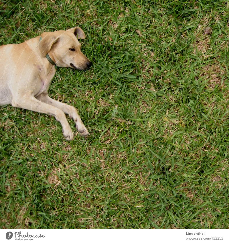 Snuffle chilling II Dog Bird's-eye view Sleep Relaxation Mammal Above Labrador