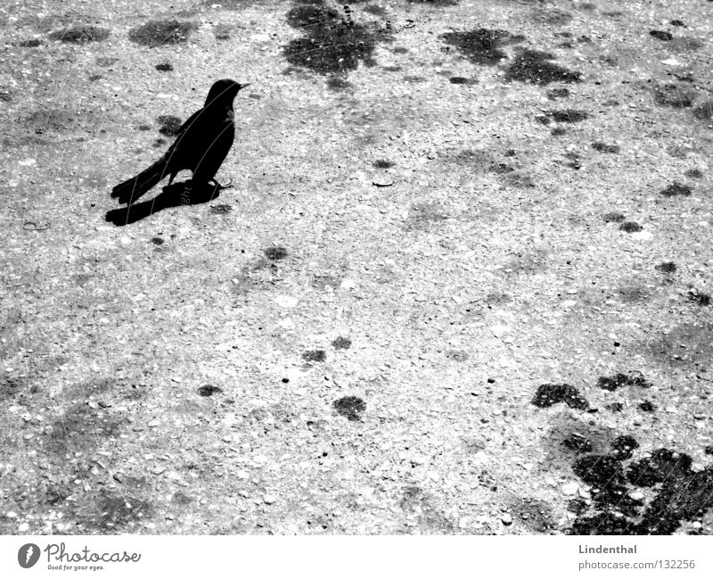 Blackbird on tar Bird Animal Raven birds Black-billed magpie Crow Stand Gasoline Tar White Gray Mammal Black & white photo Oil Patch bw B/W