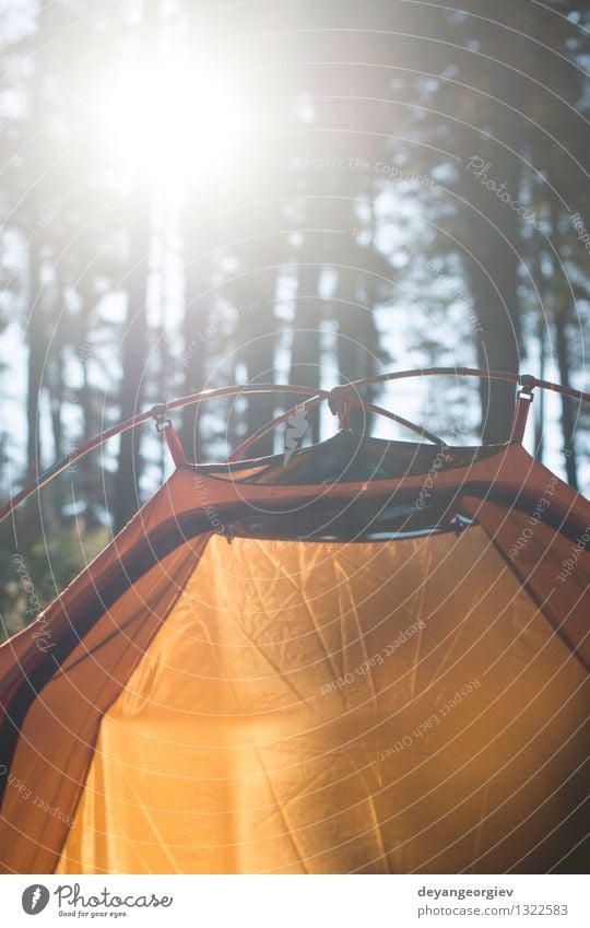 Tent in the forest on sunlight Beautiful Relaxation Leisure and hobbies Vacation & Travel Tourism Trip Adventure Camping Summer Sun Nature Landscape Tree Grass