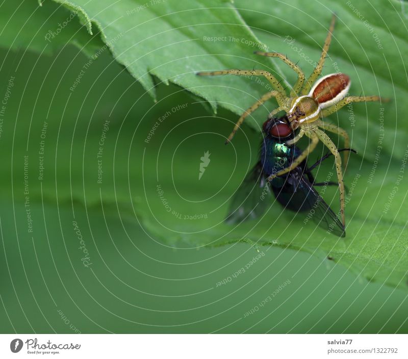 fat prey Nature Plant Animal Leaf Foliage plant Fly Spider Nursery web spider 1 Catch To hold on To feed Fight Disgust Astute Above Green To enjoy Health care