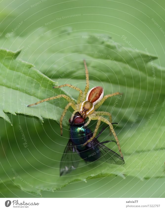 fast food Nature Plant Animal Leaf Foliage plant Fly Spider Nursery web spider 1 Catch To hold on To feed Aggression Disgust Success Green Attentive