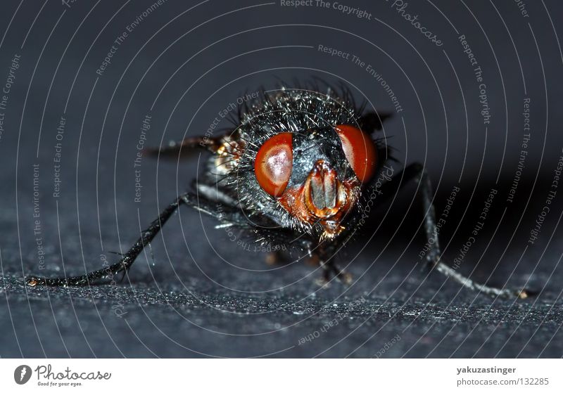 the Freak Show Macro (Extreme close-up) Close-up Parasite Insect Black Compound eye Bacterium Feeler Aircraft Fly