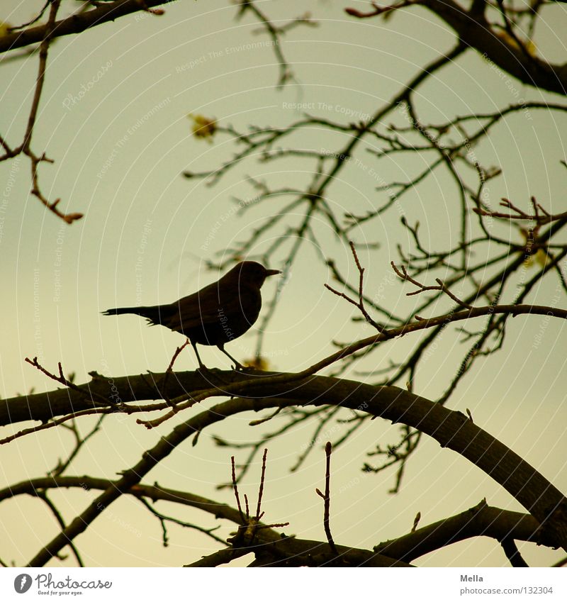 blackbird spring Environment Nature Plant Animal Tree Twigs and branches Bird Blackbird 1 Crouch Sit Wait Natural Silhouette Colour photo Exterior shot Deserted