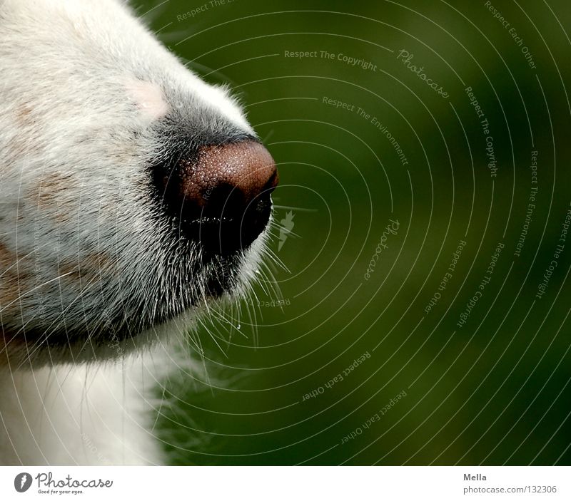 Good Riecher Animal Pet Dog Nose Snout 1 Green White Watchfulness Odor Senses Colour photo Exterior shot Close-up Detail Day