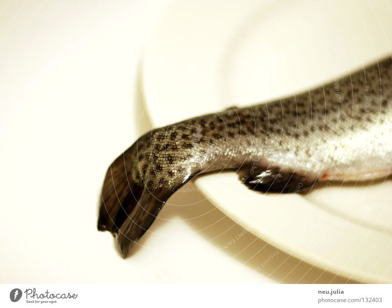 dinner Tails Ocean Plate Fishing (Angle) Raw Disgust Fresh Catch Nutrition Barn Water wings Trout River