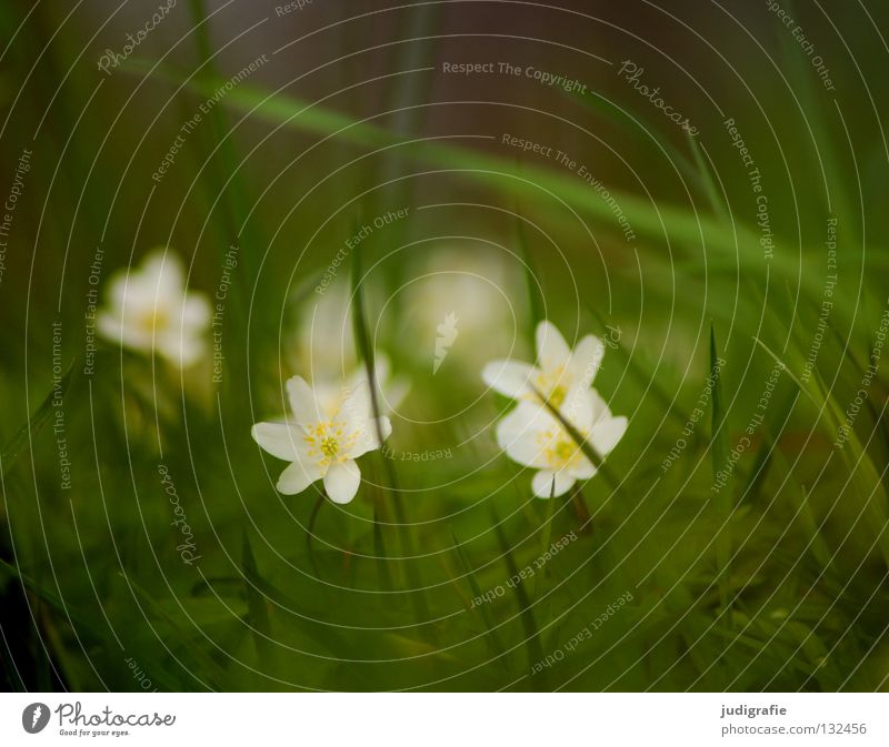 meadow Meadow Spring Wood anemone Poison Spring flowering plant Green White Delicate Flower Blossom Plant Environment Soft Fine Timidity Grass March April May