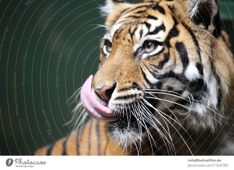 Close Up Tiger Cat's Face Stock Photo - Alamy