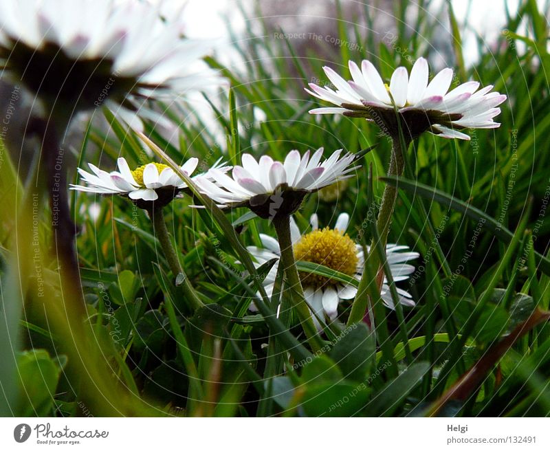 Close up of daisies in the meadow Flower Daisy Blossom Blossom leave Stalk Grass Meadow Park Blade of grass Under Worm's-eye view Side by side Long Thin White