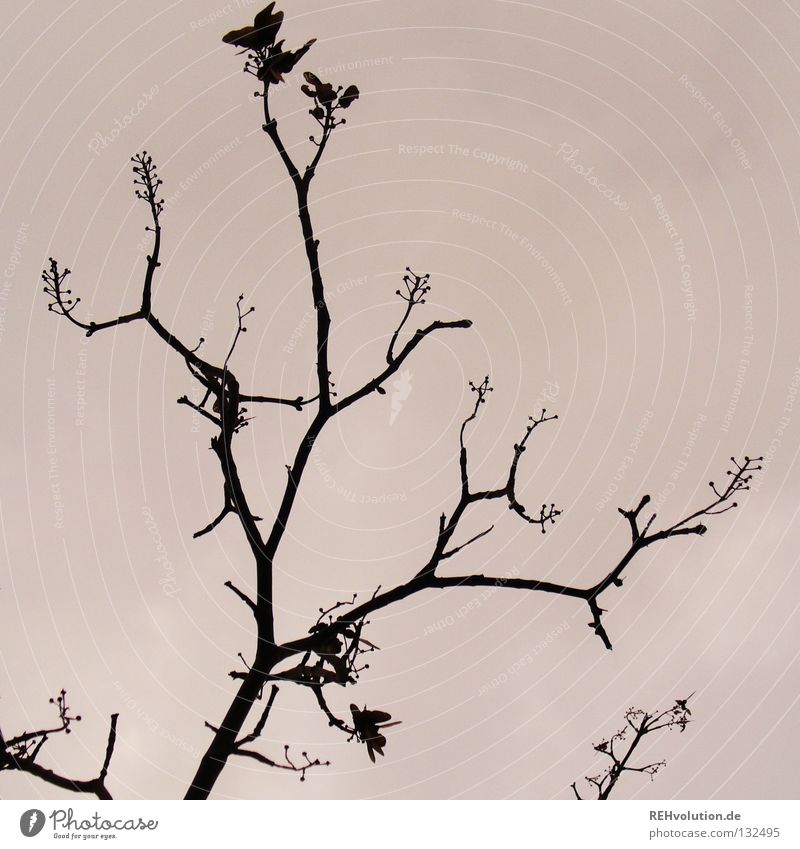 branches Tree Dark Moody Branched Wood Leaf Winter Dangerous Grief Distress Silhouette Twig Sky Sadness
