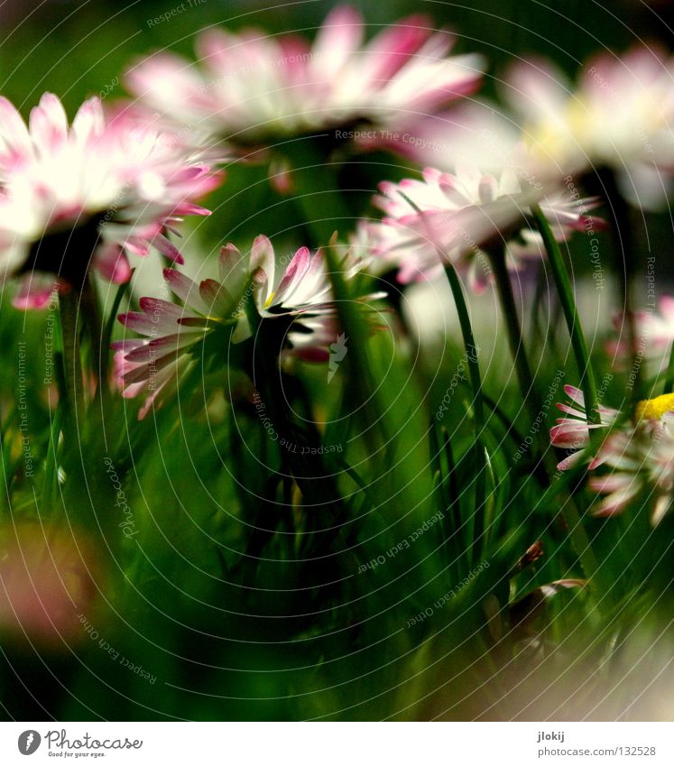 Early cooling IV Daisy Flower Plant Meadow Green Spring Summer Blossom Grass Blur White Background picture Nature Lovely Delicate Soft Worm's-eye view Small