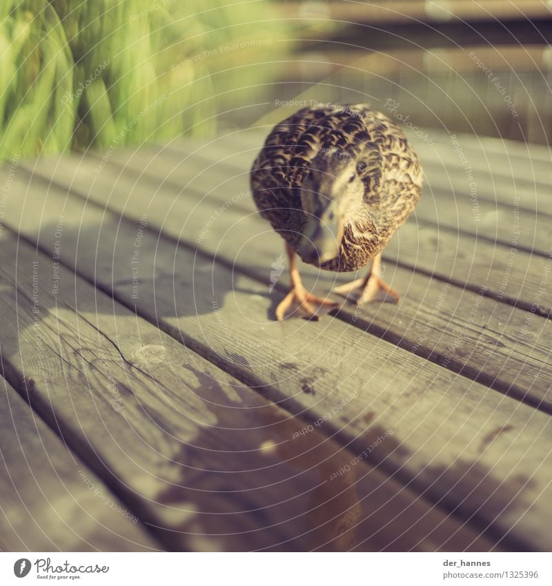 run.107 Nature Animal Wild animal Bird Duck Swimming & Bathing Walking Aggression Dangerous Stress Fear Argument Attack Aggressive Colour photo Close-up Detail