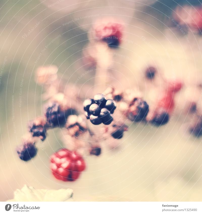 berry dream Nature Summer Autumn Bushes Delicious Blackberry bush Berries Fruit Healthy Healthy Eating Pink Gorgeous Middle Twig Twigs and branches Autumnal