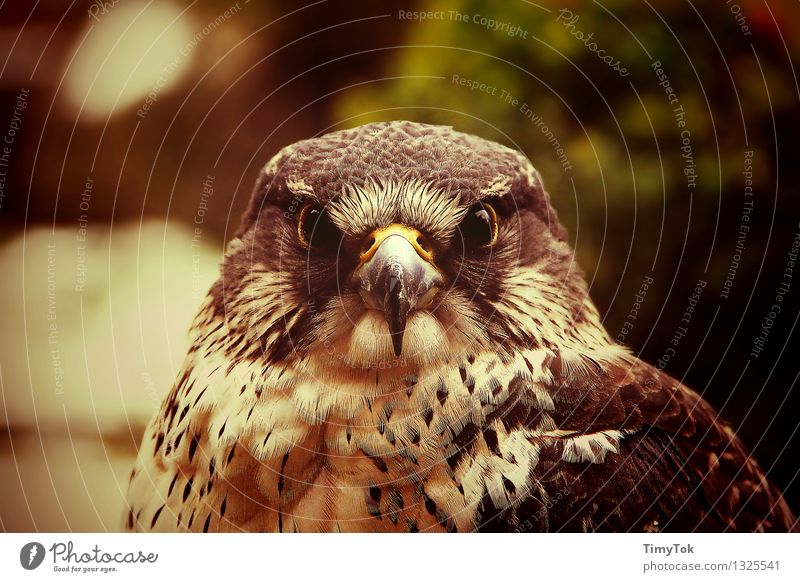 In the eye of the hunter Nature Animal Wild animal Bird Animal face Hawk eye Goshawk 1 Self-confident Power Brave Multicoloured Exterior shot Deserted Day