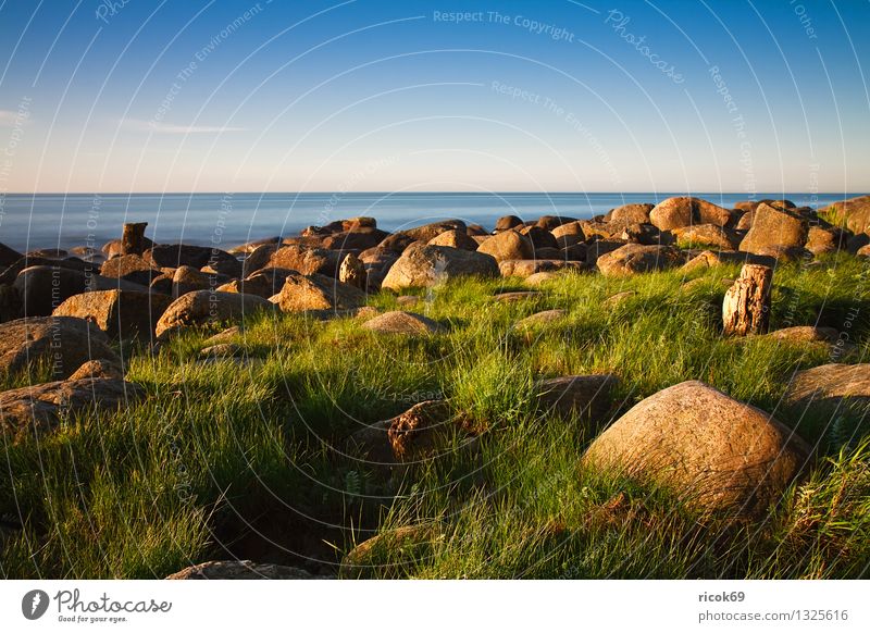 Baltic coast Vacation & Travel Beach Nature Landscape Water Cloudless sky Grass Rock Coast Baltic Sea Ocean Stone Wood Blue Green Romance Idyll Calm Tourism