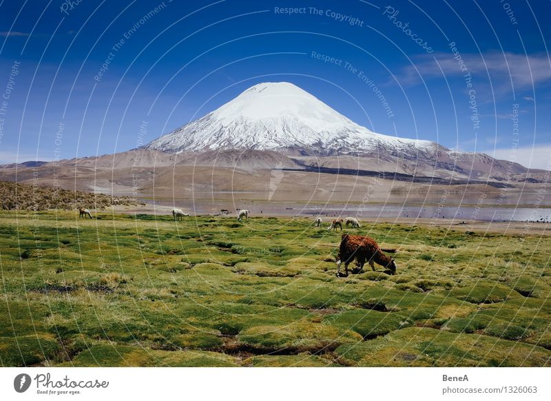 Lauca Environment Nature Landscape Plant Animal Water Sky Cloudless sky Beautiful weather Grass Moss Foliage plant Wild plant Mountain Andes Volcano Parinacota