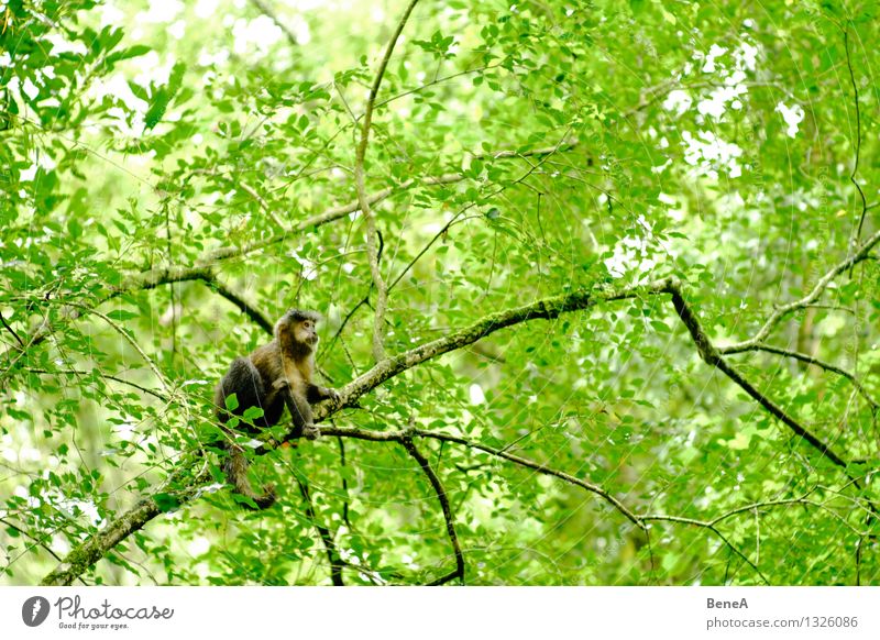monkey Environment Nature Plant Animal Tree Foliage plant Wild plant Exotic Forest Virgin forest National Park Argentina South America Wild animal Animal face