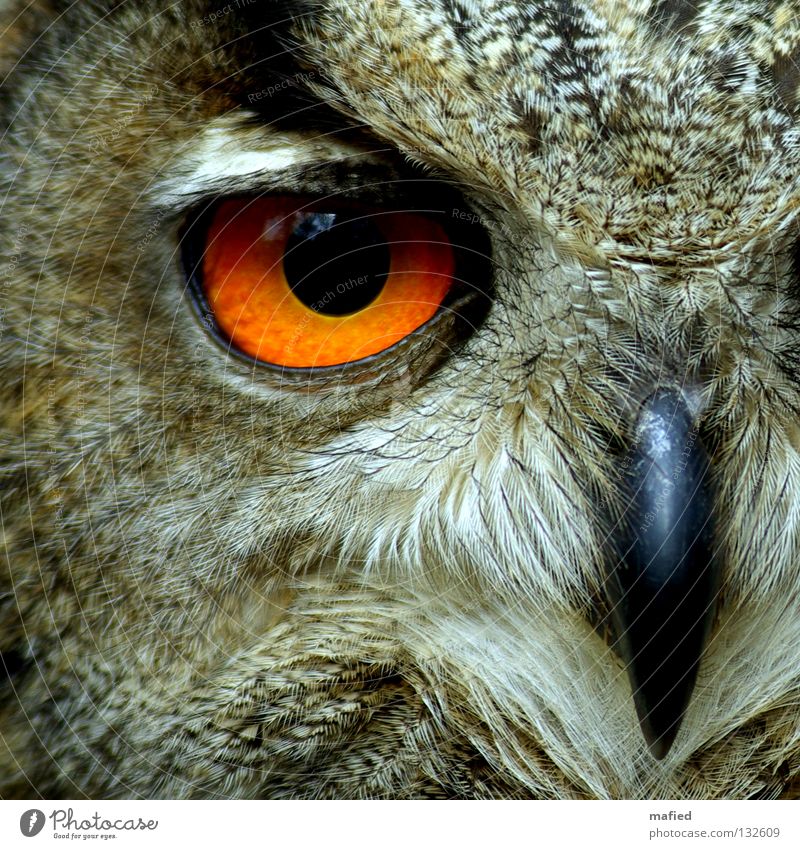 Eagle owl Calm Hunting Wild animal Bird Soft Brown Yellow Gray Black Peace Hunter Bird of prey Feather Sense of hearing Smoothness Game park Air show