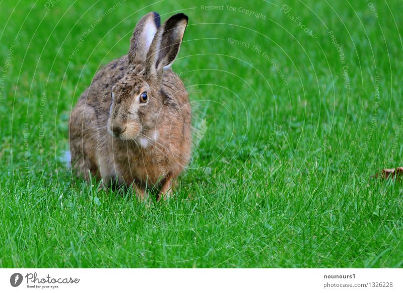 hare Animal Meadow Wild animal 1 To feed Crouch star threatened Field Pelt Grass hobble Spoon nibble Mammal Colour photo Subdued colour Exterior shot