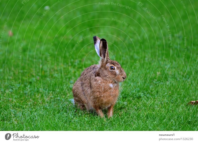 master lamp Animal Meadow Wild animal Pelt hare 1 Looking extinction threatened Field To feed Grass rabbit hobble Spoon nibble small game Mammal Colour photo