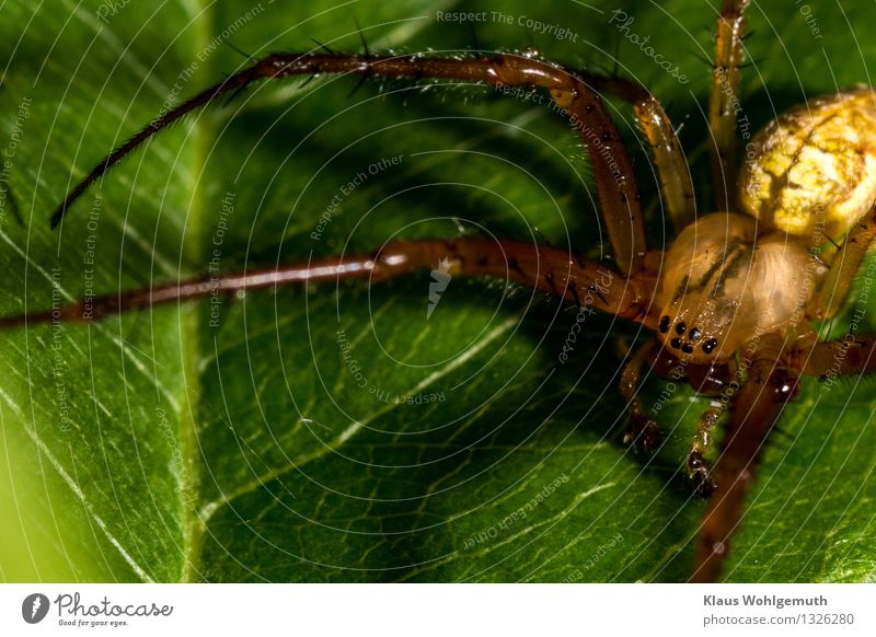 hungry eyes Environment Nature Animal Summer Autumn Plant Leaf Spider 1 Sit Wait Creepy Brown Yellow Green Black Colour photo Exterior shot Close-up Detail